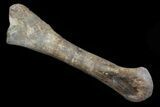 Huge, Kritosaurus Tibia With Stand - Aguja Formation, Texas #42335-4